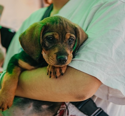 perro solo