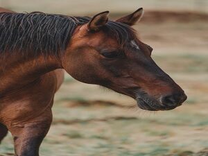 equino