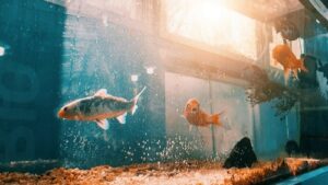 peces