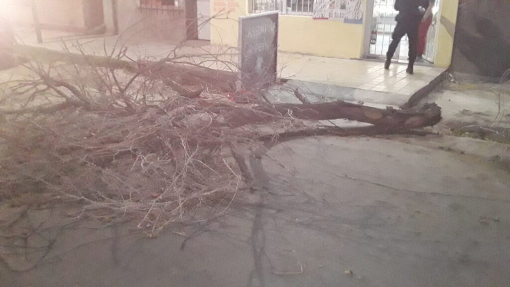 arbol caido 5