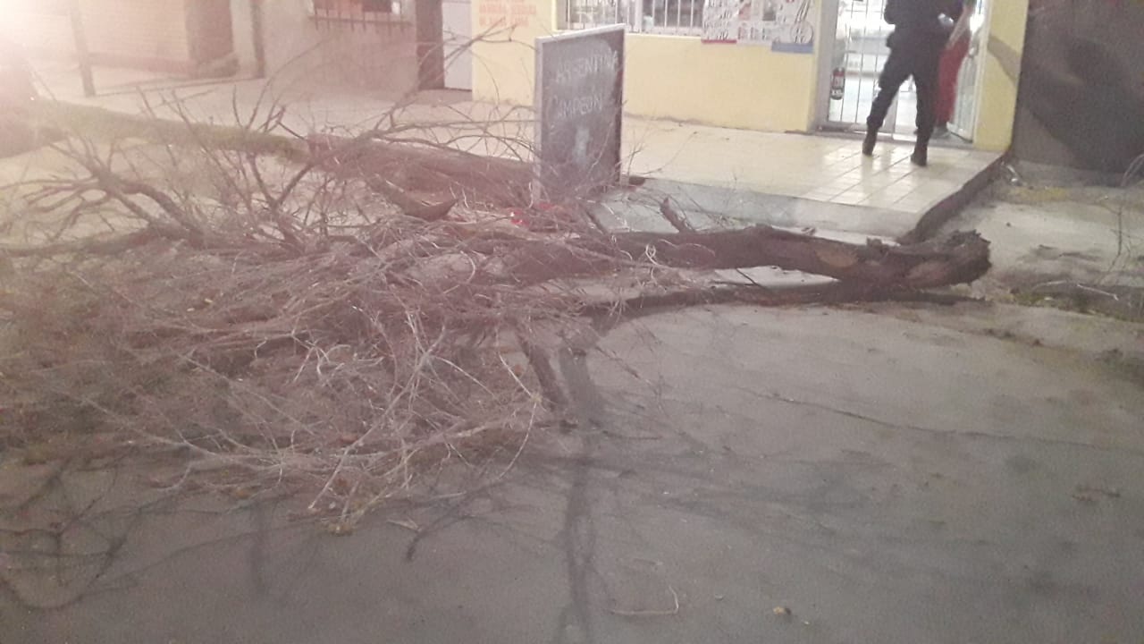 arbol caido 5