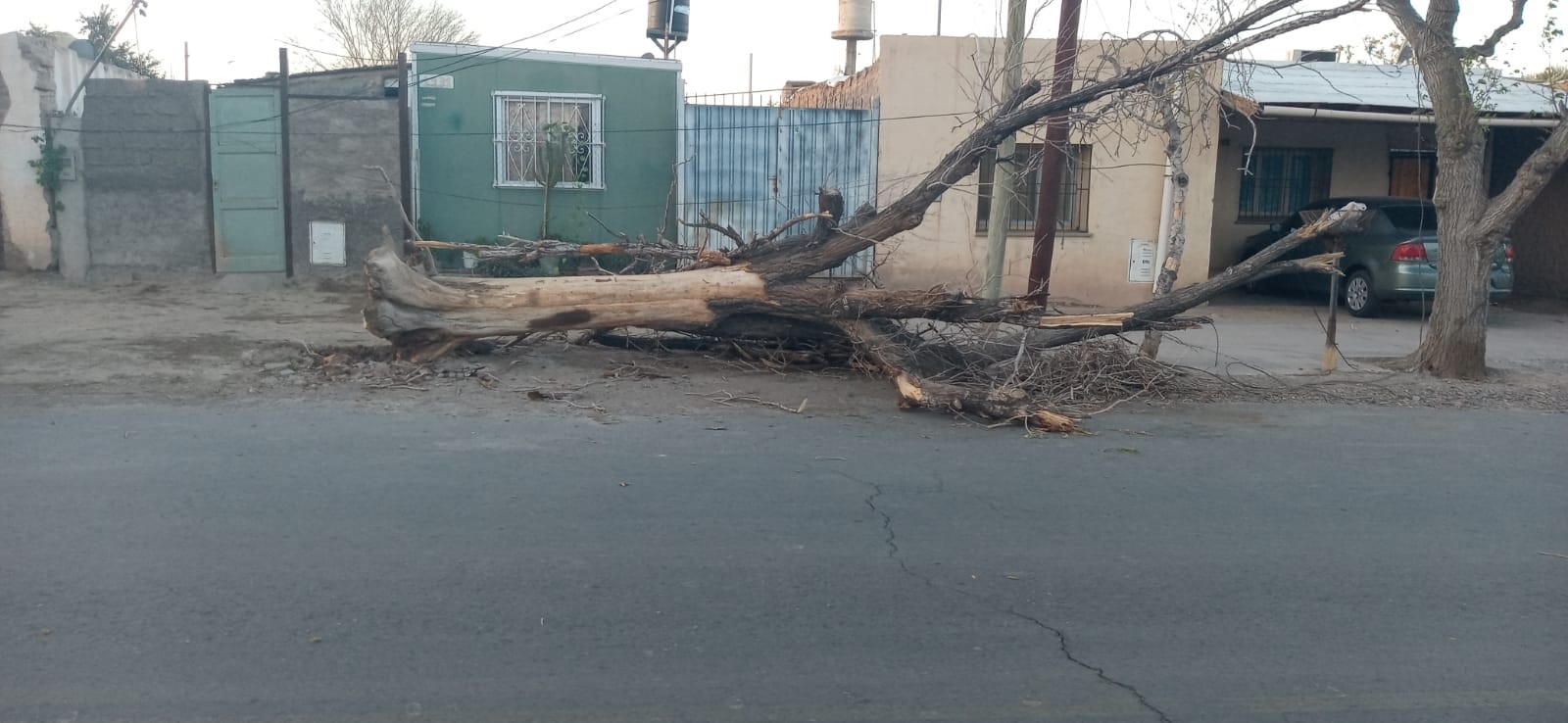 arbol caido