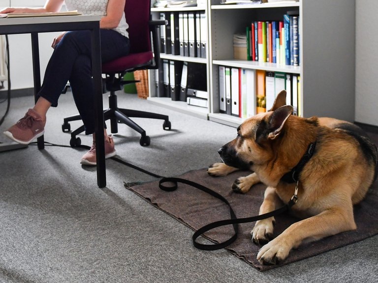 perro oficina