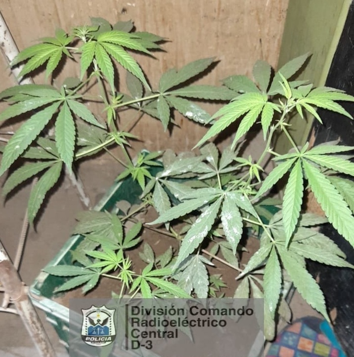 marihuana