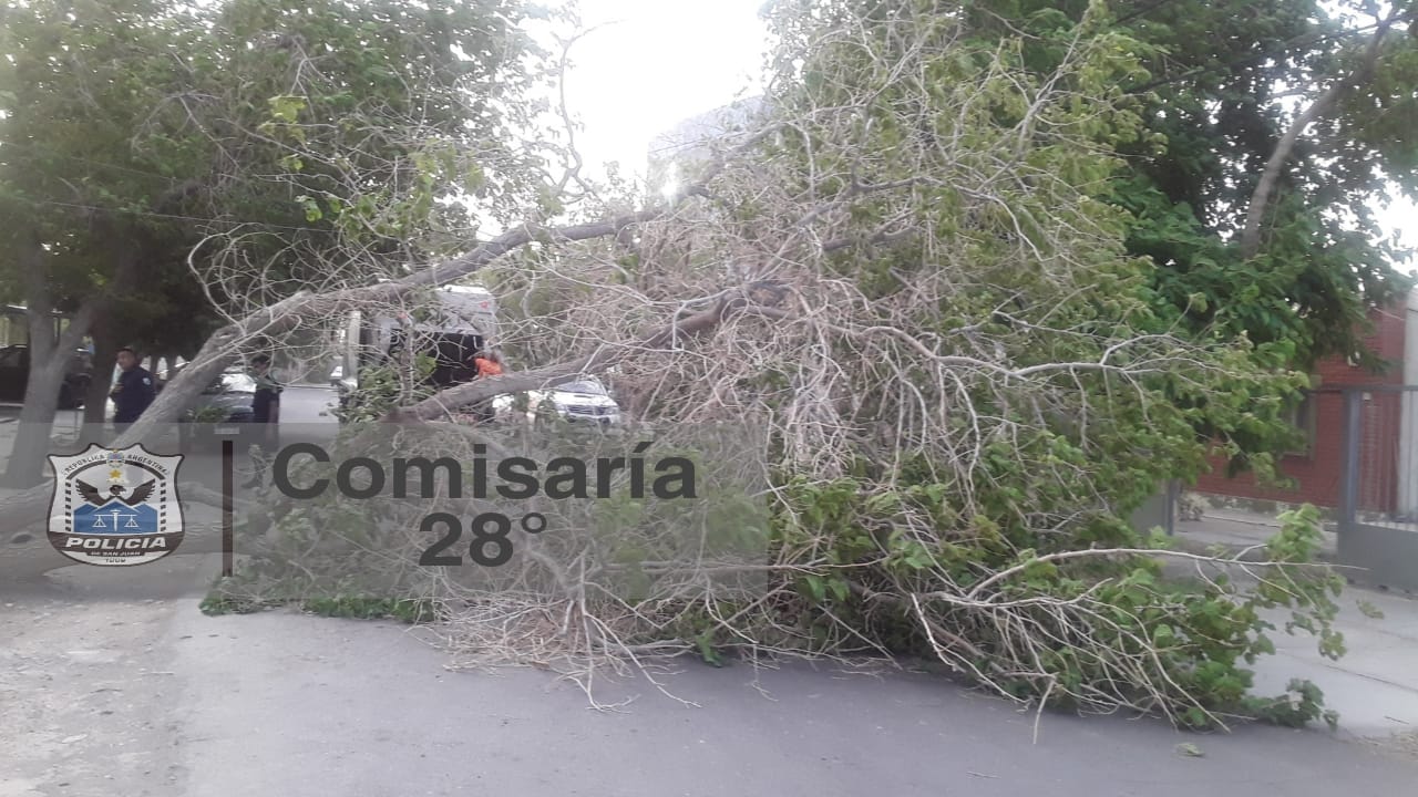 arbol caido