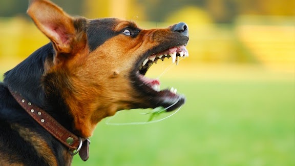 perro enojado