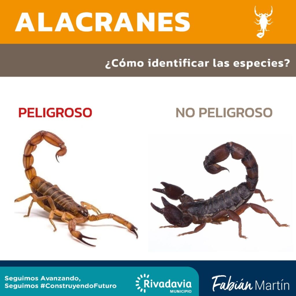 alacranes 1