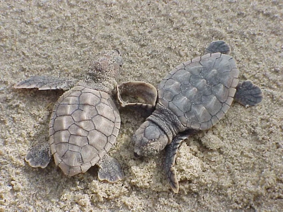 TORTUGAS