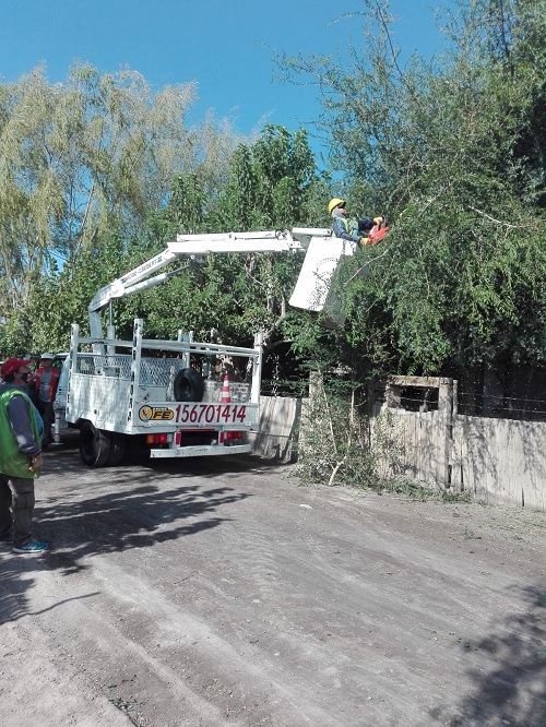 cortando arbol
