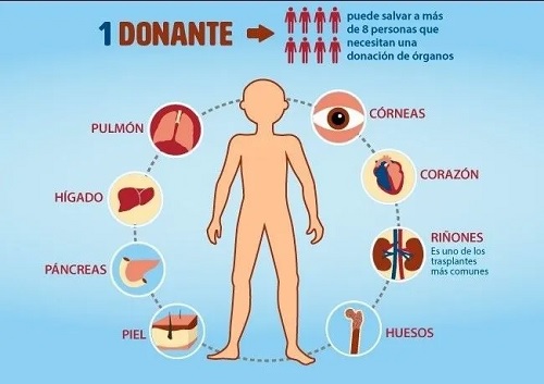 donante 8