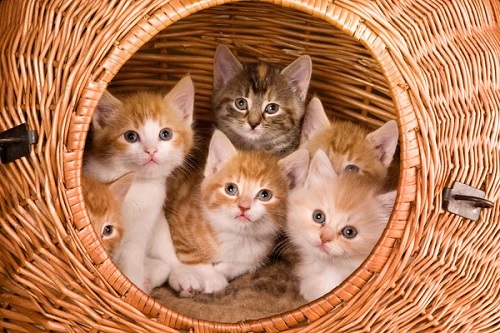 gatos