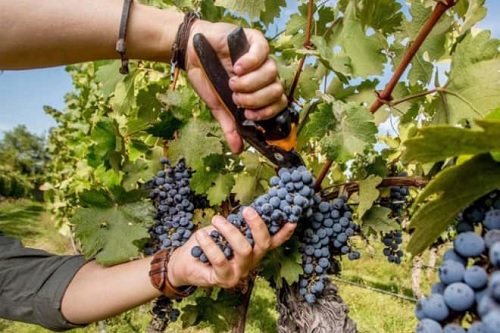 uva cosecha
