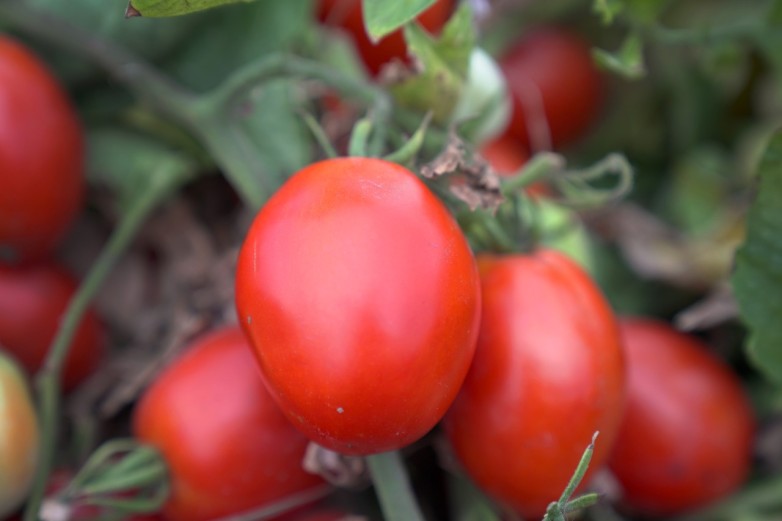 TOMATES