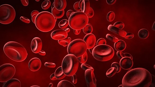 globulos rojos
