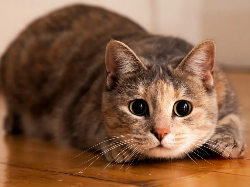 gato solo
