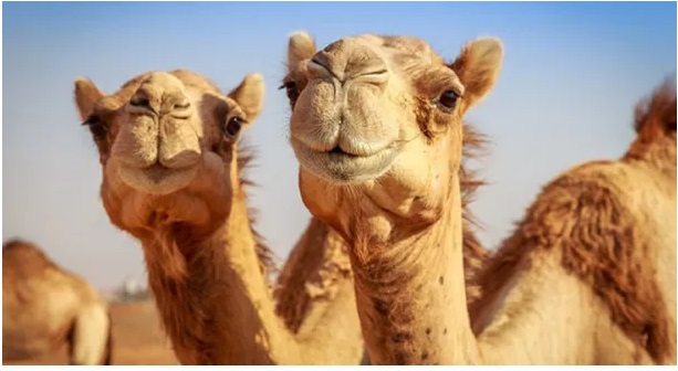 Camellos