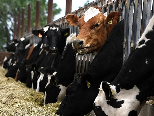 vaca loca