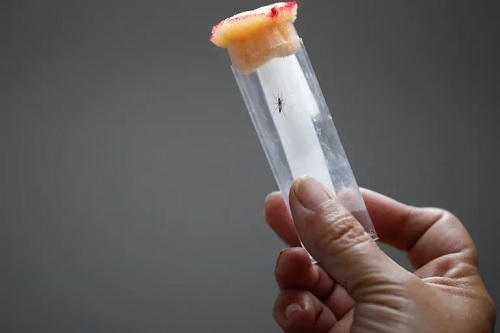 mosquito dengue 1