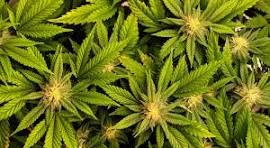 planta marihuana