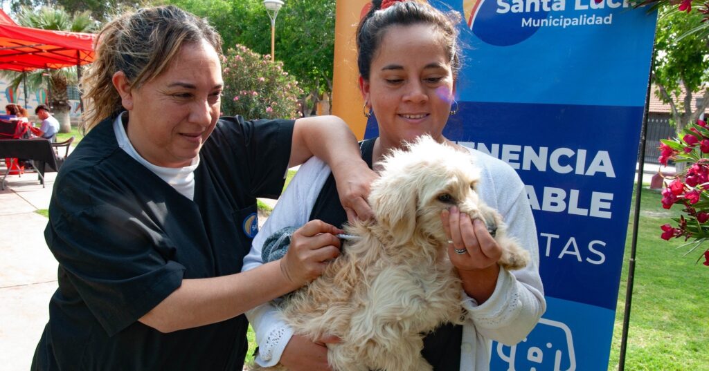 vacuna perro