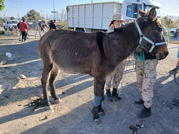 animales sueltos