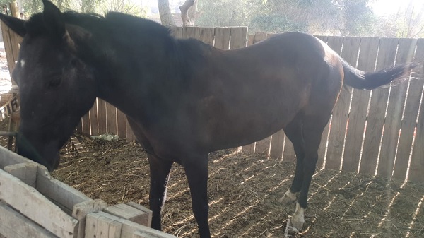 equino