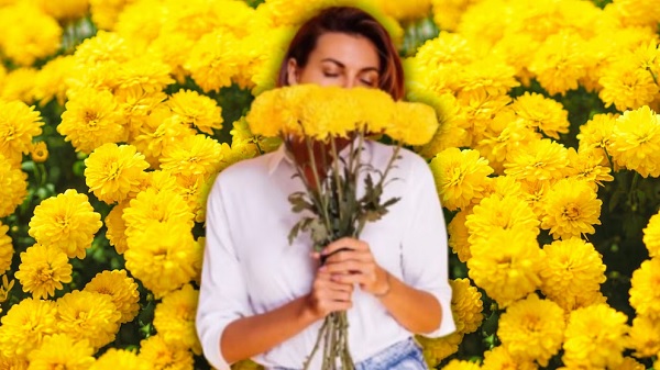 flores amarillas
