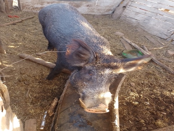 jabali