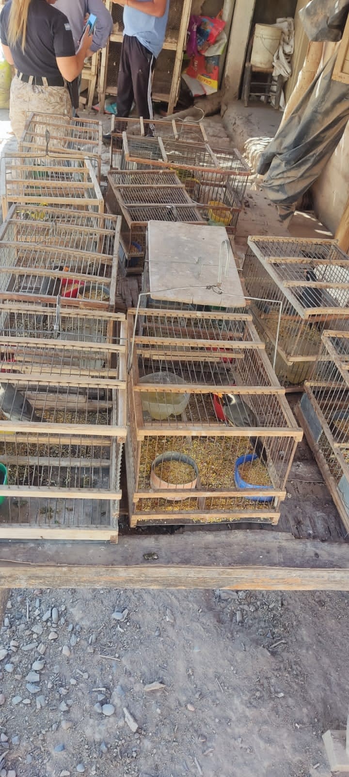 aves jaula
