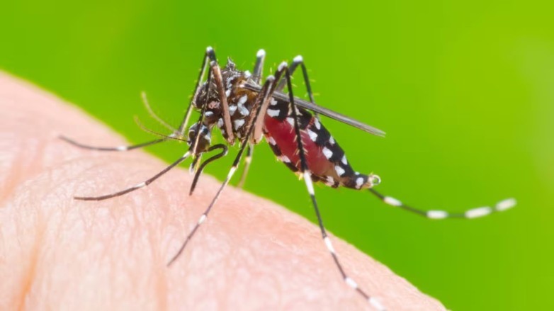 mosquito dengue