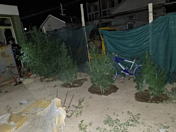 marihuana plantas