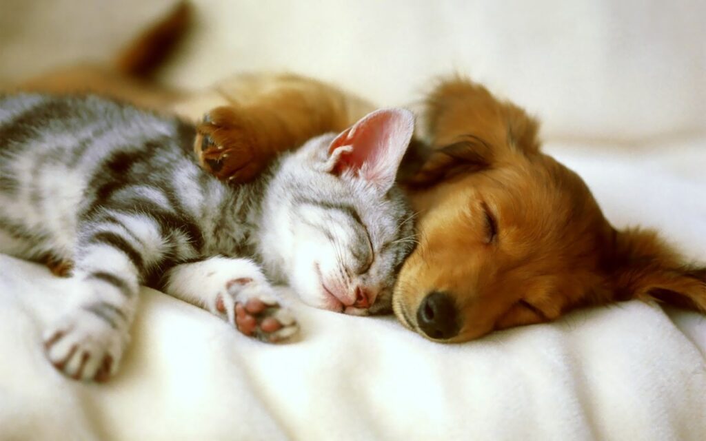 perro gato