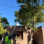 Rivadavia se prepara para la temporada de poda: faltan 11 días para su inicio