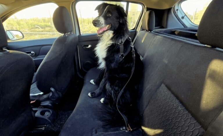 perro auto