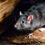 Confirman un nuevo caso de hantavirus en Bariloche: la paciente está internada en terapia intensiva
