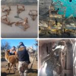 Secuestran fauna autóctona en cautiverio en el departamento Caucete