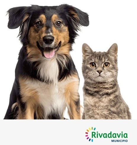 perro gato rivadavia