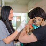 Cómo proteger a las mascotas y prevenir accidentes tras las lluvias