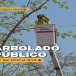 La Ciudad continúa con tareas de mantenimiento del arbolado público