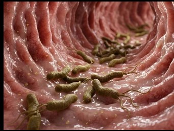 bacteria estomago